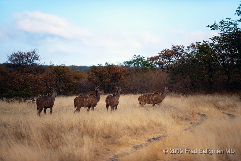 20090610_082454 D3 X1.jpg - The Greater Kudu is a woodland antelope that has a narrow body with long legs.